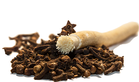 Siwak Miswak aromatizzato ai chiodi di garofano